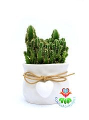 Beyaz Seramik Kalp Askılı Saksıda Cereus Peruvianus Radyasyon Emici Kaktüs Mini Aranjman