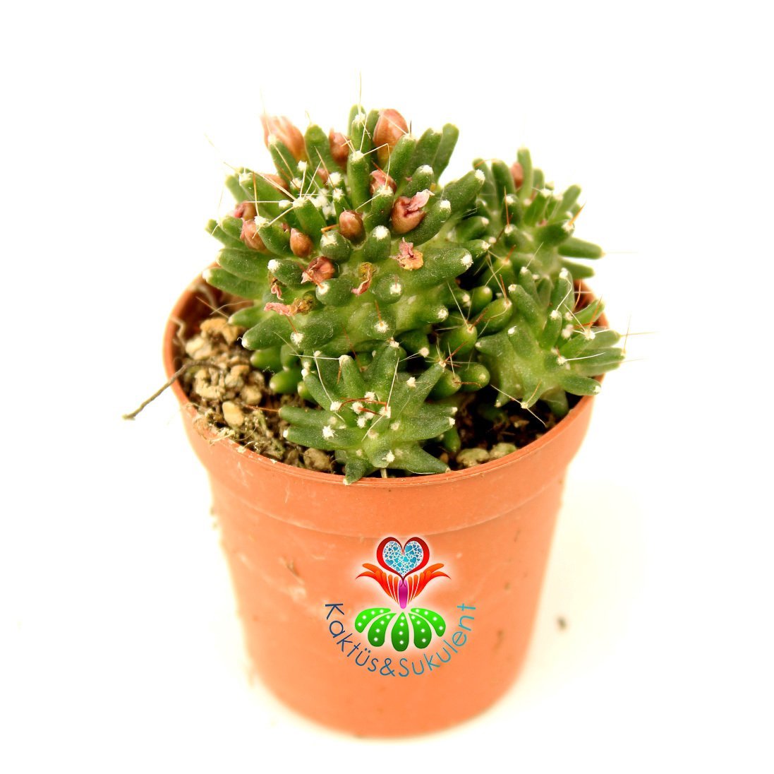 Mammillaria bocasana 'Inermis' 8,5 cm saksıda-Yavrulu Az Dikenli Kaktüs