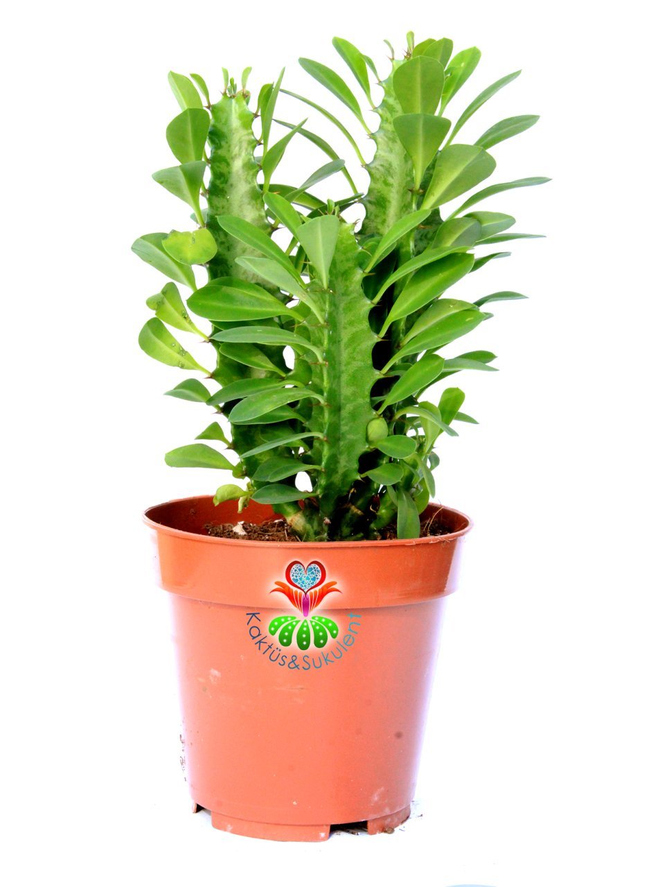 Euphorbia Trigona Yeşil Renk 10 cm Saksıda Hızlı Büyüyen Kaktüs