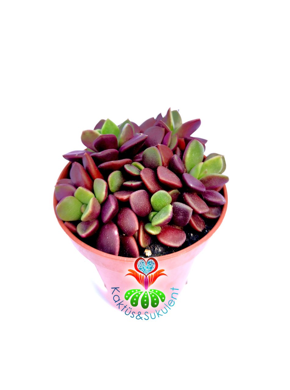 Anacampseros Rufescens-Doğal Bordo Renk Sukulent-5,5 cm Saksıda Özel Tür
