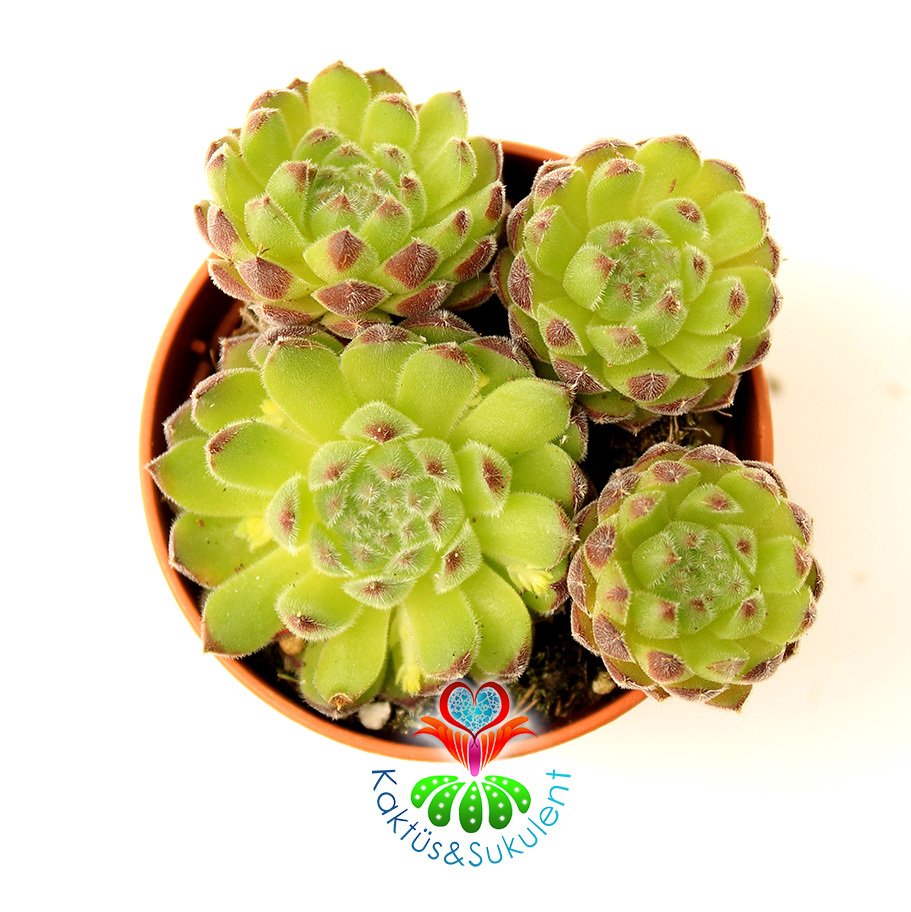 Sempervivum Armenum var. Sosnowskyi 5,5 cm Saksıda Uçları Bordo Yeşil Tüylü Yapraklı Sukulent