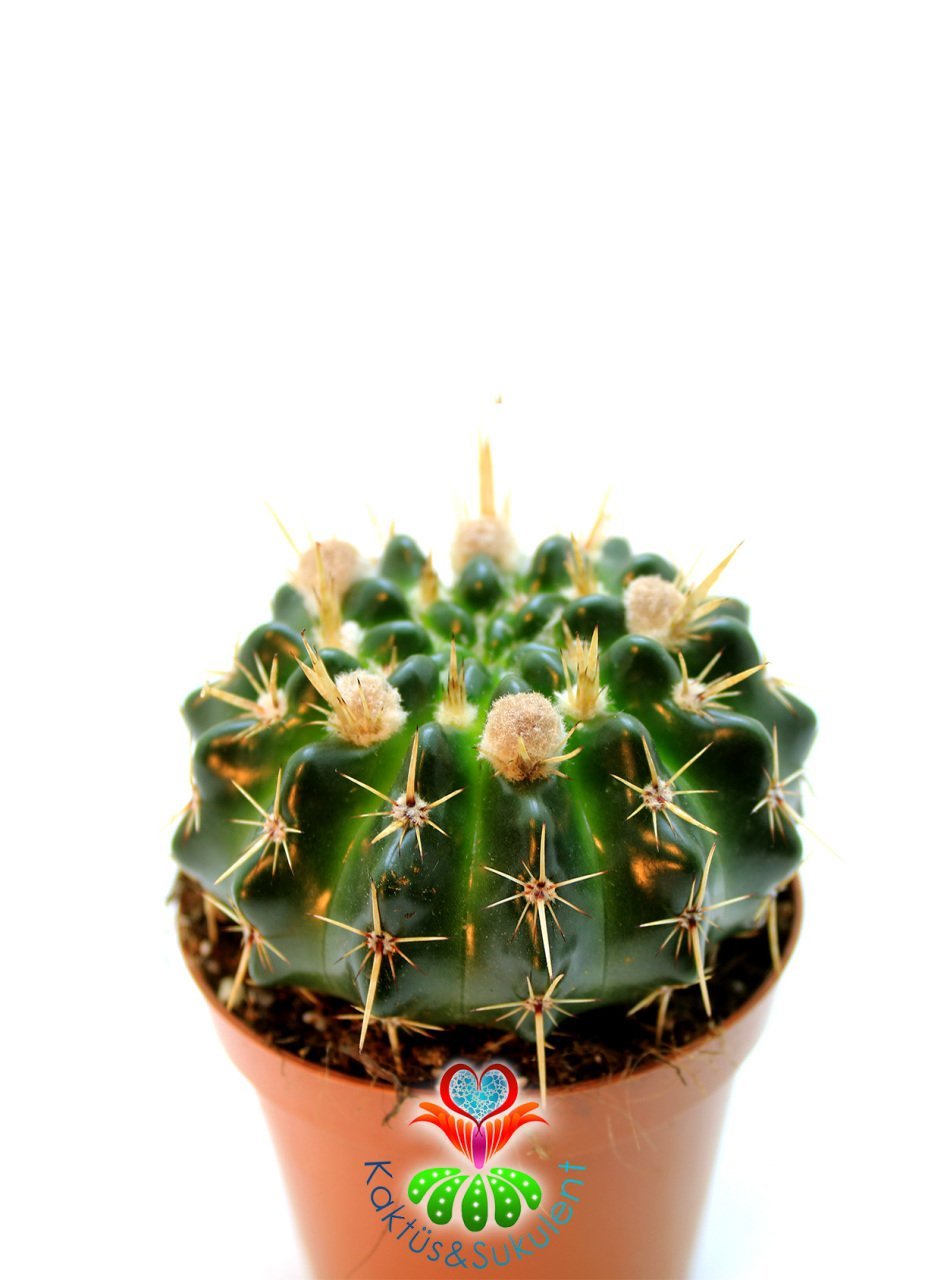 Notocactus Submammulosus Tomurcuklu Çiçeği Üzerinde 8 cm saksılı