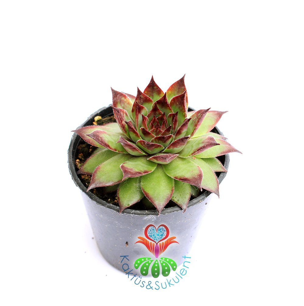 Sempervivum Calcareum-Koyu Bordo Yeşil Yapraklı- 8,5 cm saksıda-