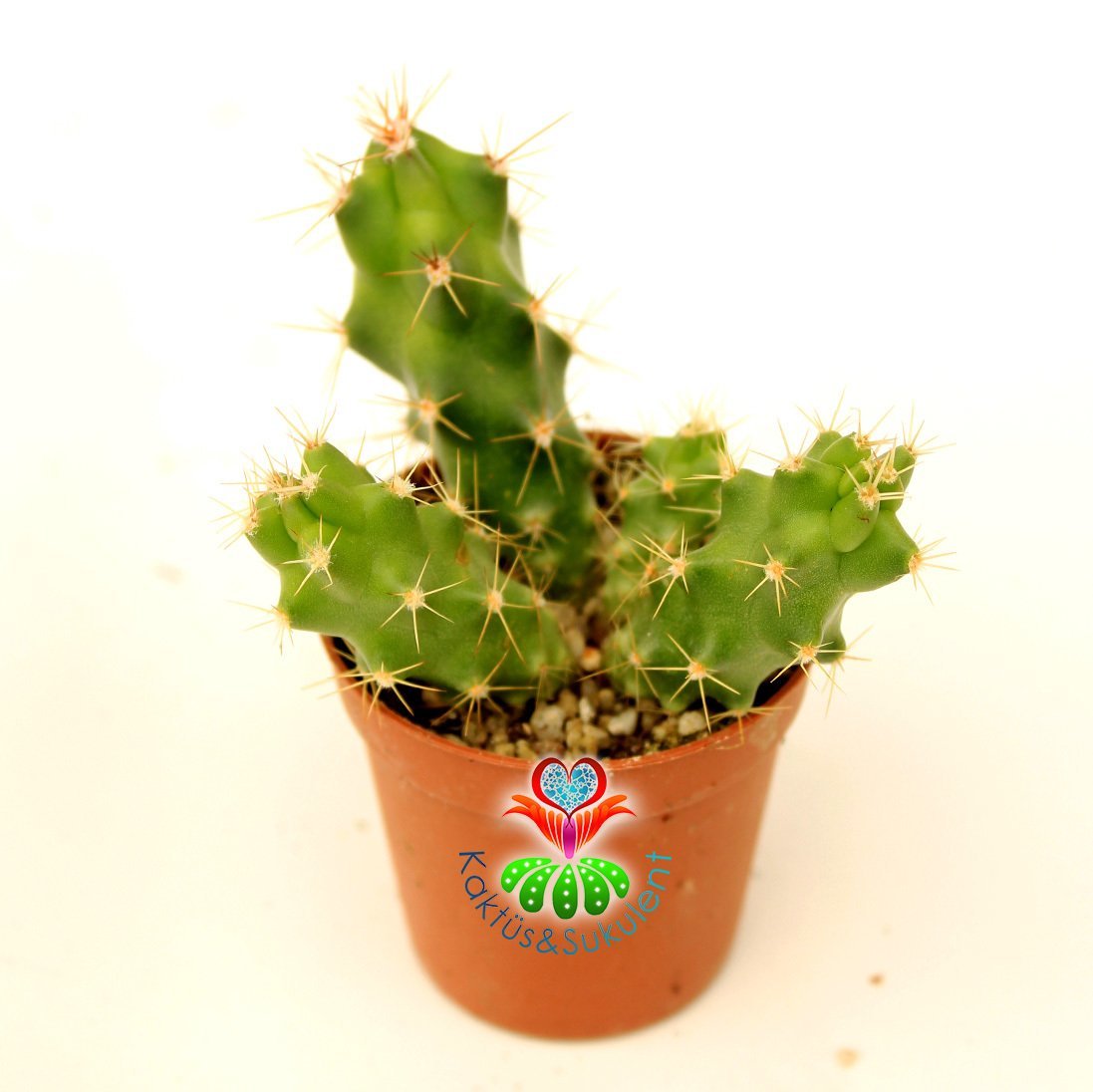 Kaktüs-Echinocereus Berlandieri Mor Çiçek Açar 5,5 cm Saksıda En Az 4 Adet -Özel Seri