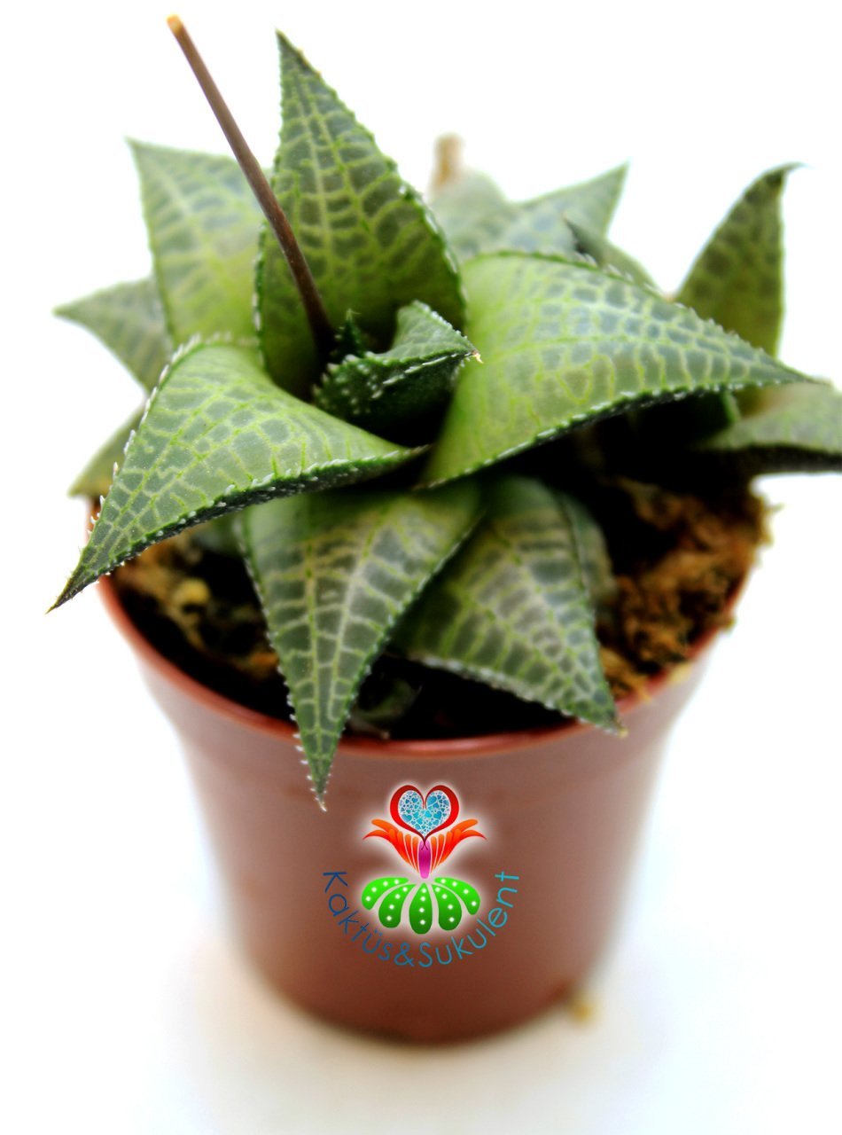 Hawortia Tessella Pürüzsüz Dokulu Desenli Sukulent 5,5 cm Saksılı Sukulent