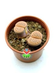 Lithops Hookeri var. Marginata Turuncu-Kahve Renkli Lithops 8 cm Saksılı
