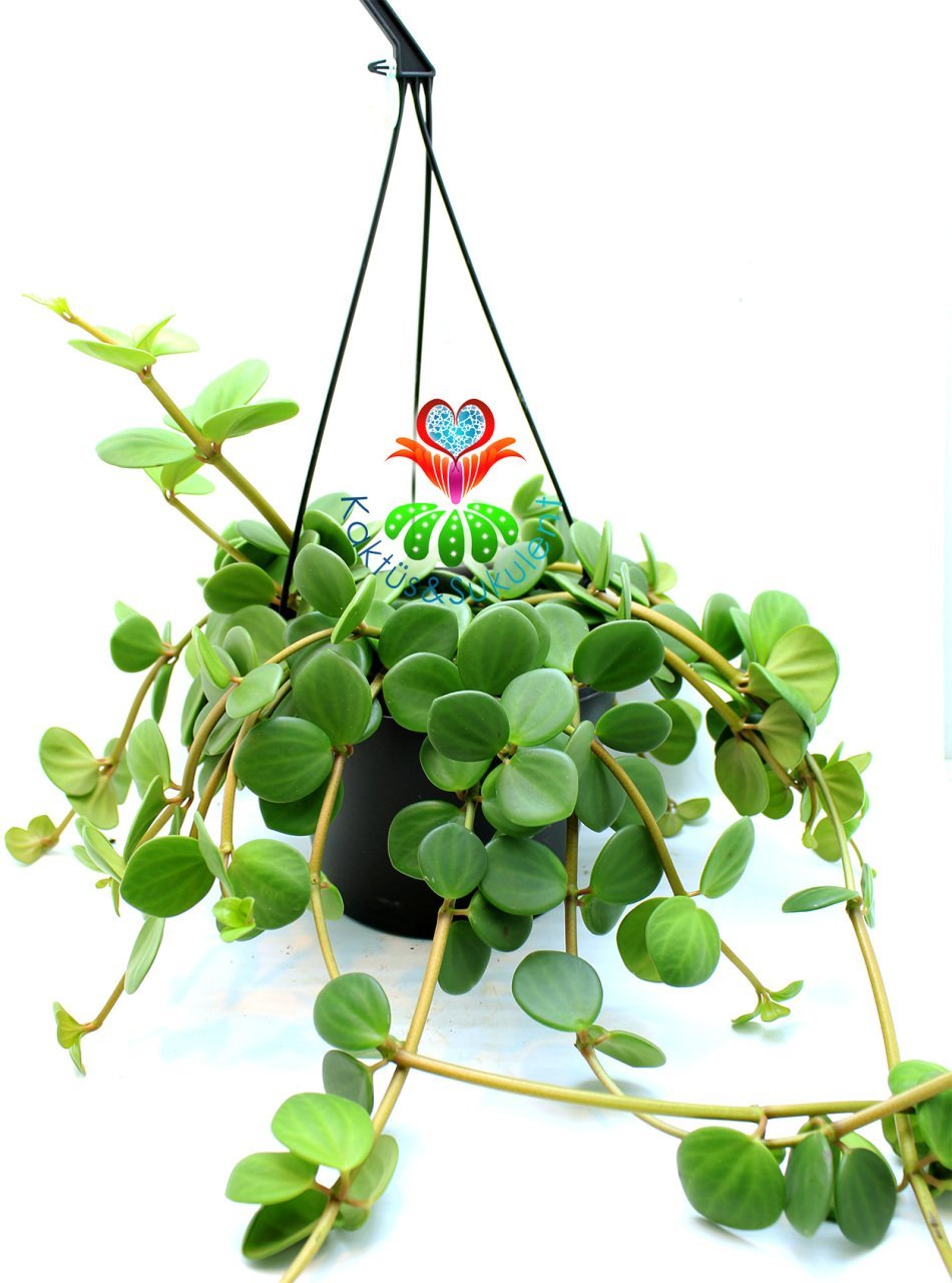 Peperomia Hope, Askılı Sarkaç 15 cm Saksıda Şık ve Dayanıklı Tür Uygun Fiyat