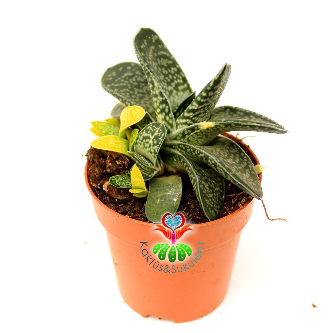 Gasteria Gracilis Variegata Doğal Sarı-Yeşil Renkli Nadir Tür -8,5 cm Saksıda Yavruları Sarı Renkli Çıkar