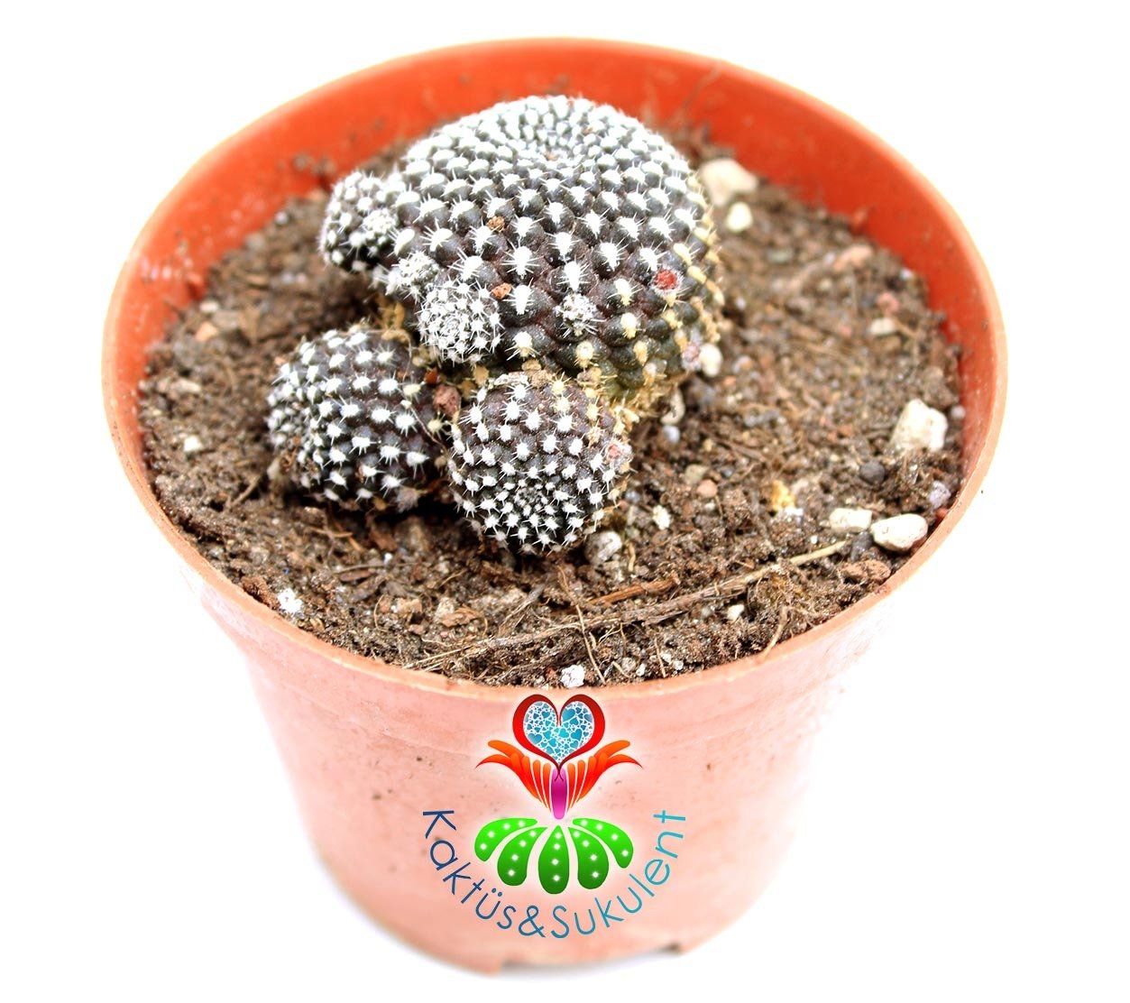 Rebutia Krainziana- Kahverenk Dokulu 8,5 cm Saksıda-Kaktüs