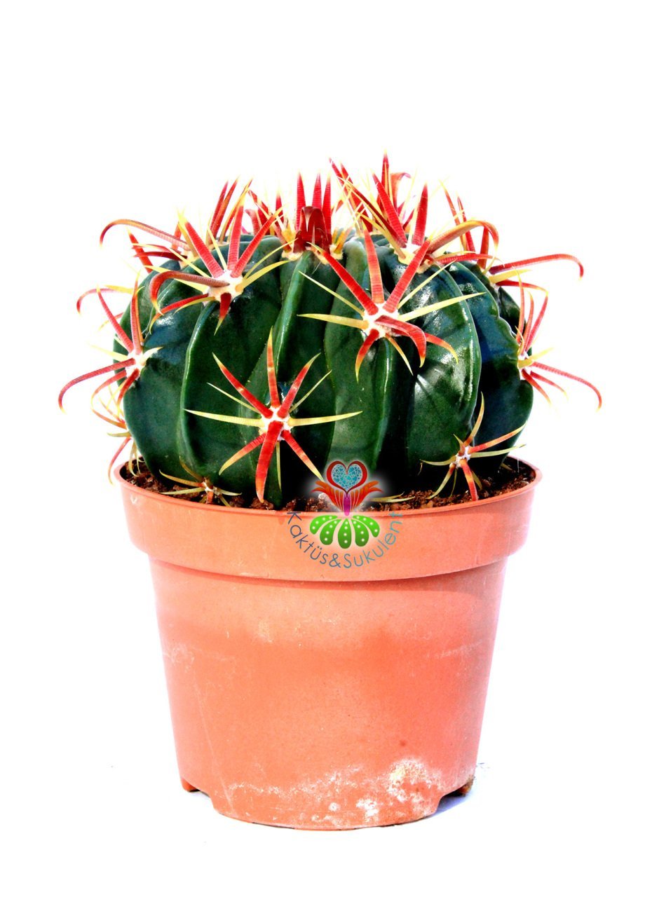 Ferocactus Latispinus v. Flavispinus-Mükemmel Formlu Fuşya Renk Dikenli DEV BOY Mor Renk Çiçek Açan 12 cm Saksıda Kaktüs