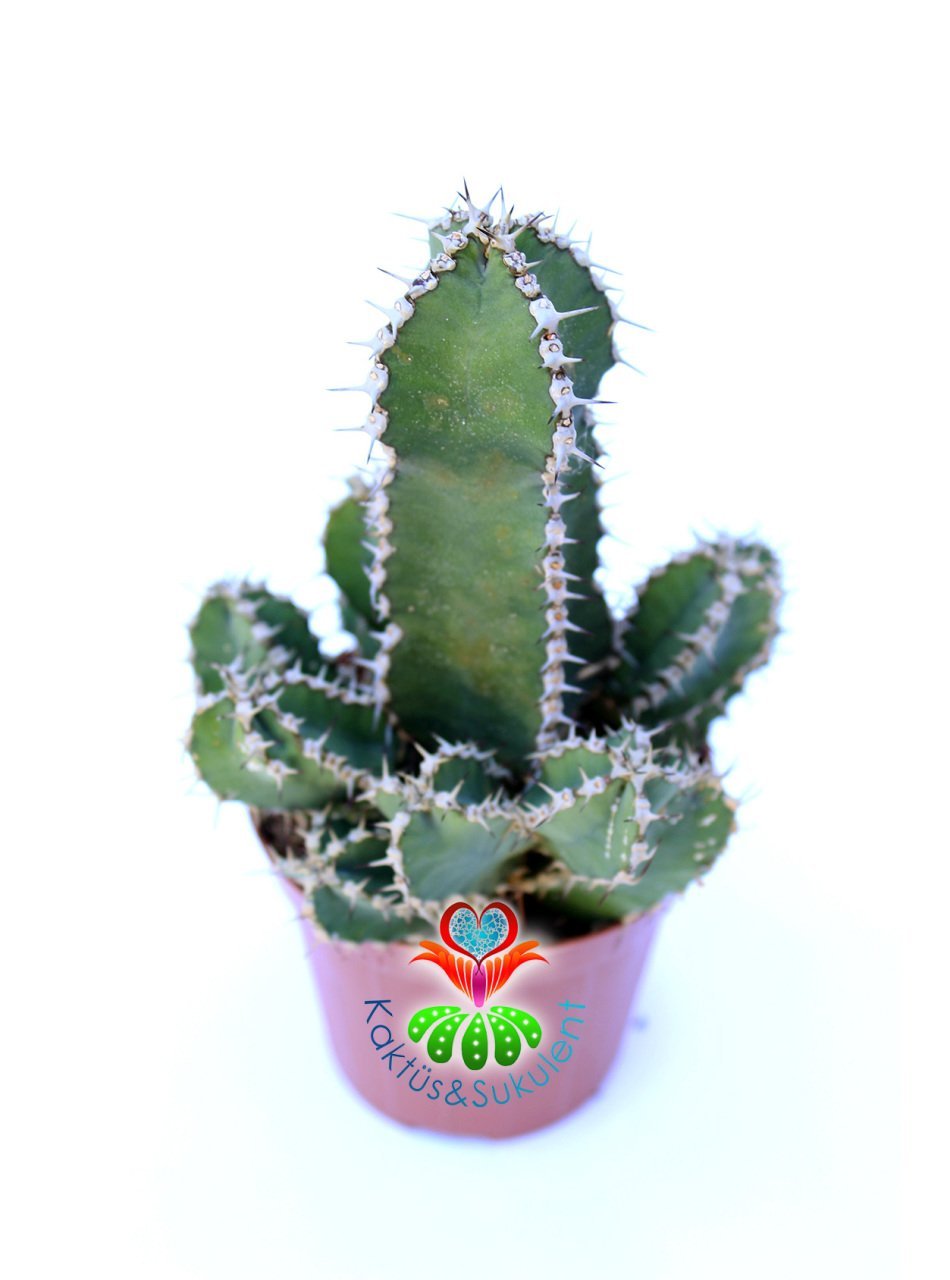 Euphorbia Cooperi 8 cm Saksılı Nadir Tür Kaktüs Çok Dallı Formda