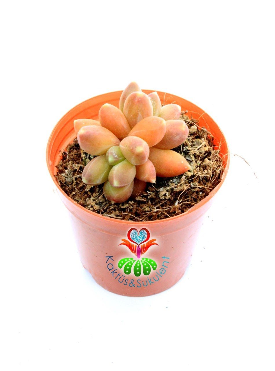 Pachyphytum Compactum Red Tips Pembe Renk Tonlarında 5,5 cm Saksıda