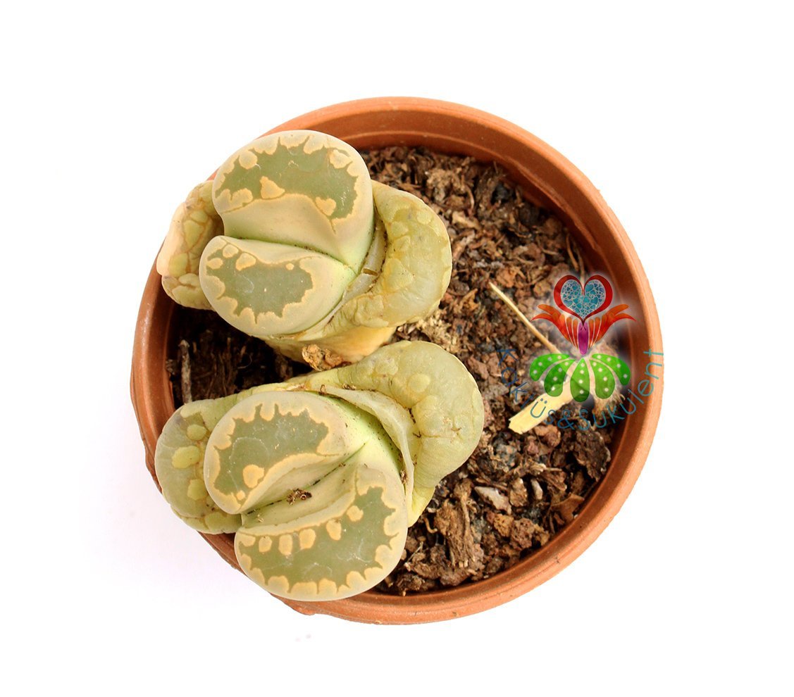Lithops Otzeniana-Krem Rengi -5,5 cm Saksıda -Yaşayan Taş Kaktüs-Altıntaş-Sarı Renk Çiçek Açar