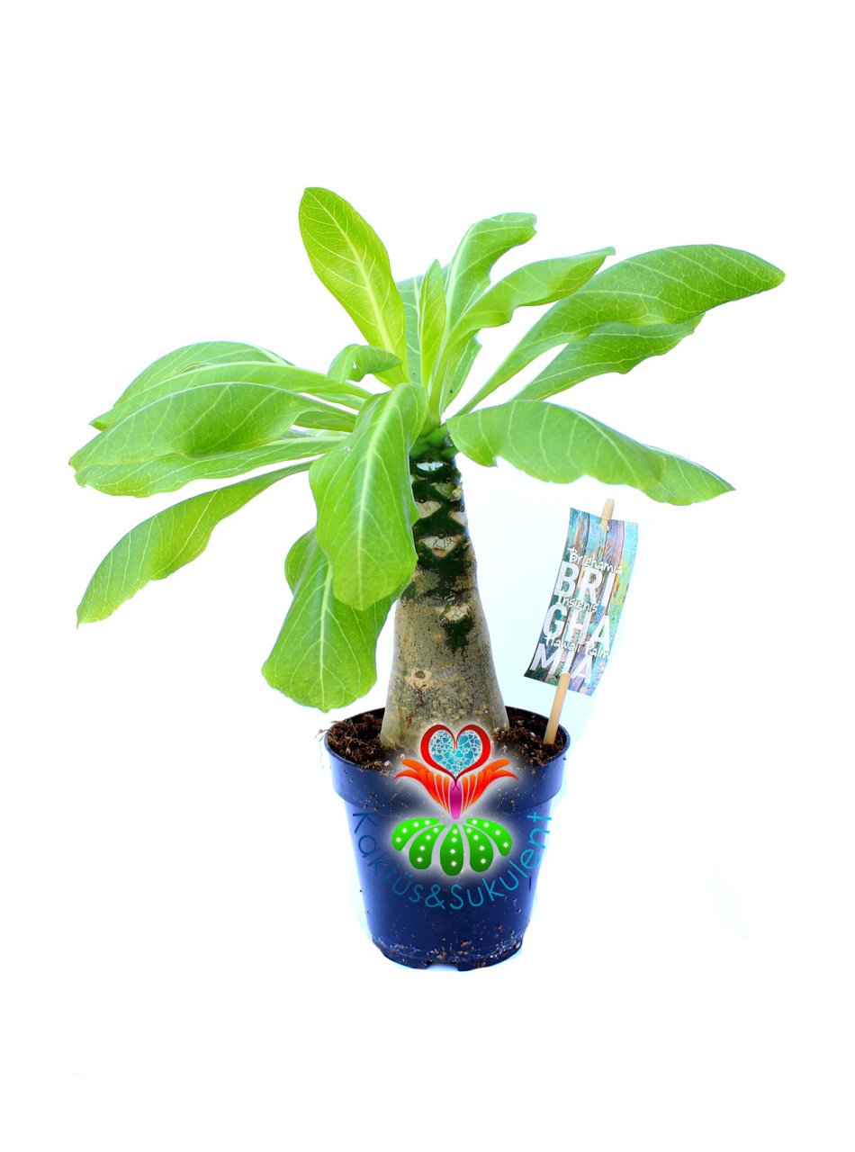 Brighamia İnsignis Hawai Palmiyesi Sarı Mükemmel Ççek açar 10,5 cm Saksı 20 cm Boy