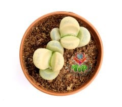 Lithops Optica-Beyaz Renk -5,5 cm Saksıda -Yaşayan Taş Kaktüs-Altıntaş-Sarı Renk Çiçek Açar