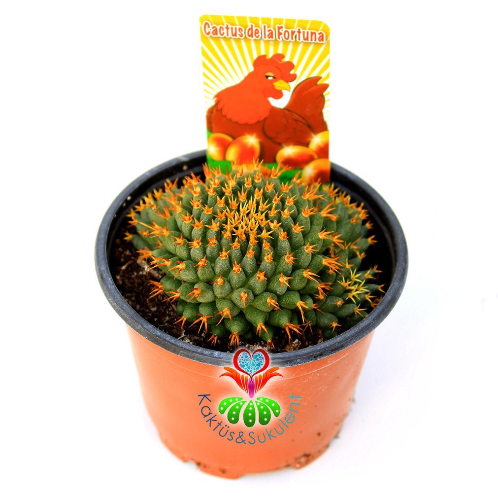 Altın Yumurta Kaktüs, Mammillaria Camptotricha cv. Bru -8,5 cm Saksıda Sıradışı Altın Rengi Dikenli Beyaz Renk Çiçek Açar