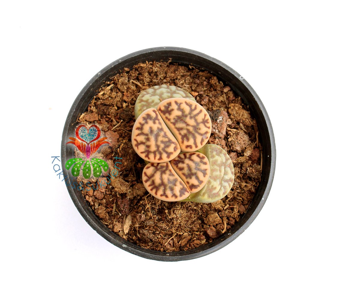 Lithops Naureeniae -Kahverengi -5,5 cm Saksıda -Yaşayan Taş Kaktüs-Altıntaş-Sarı Renk Çiçek Açar
