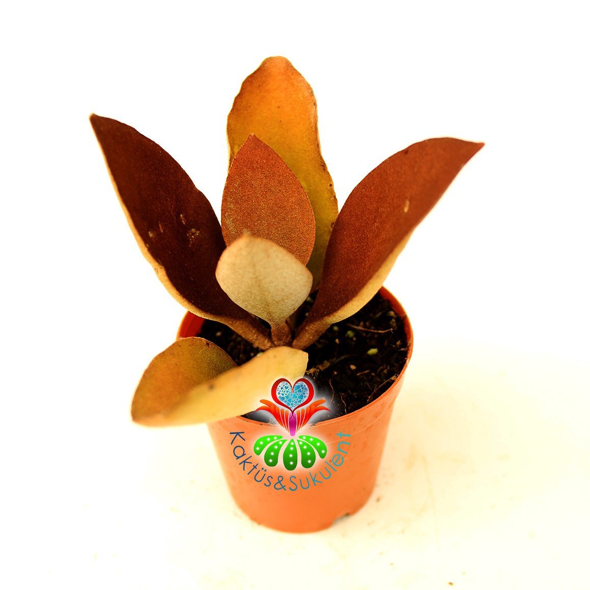 Sukulent, Kalanchoe Orgyalis Bakır Kaşık-Bronz-Kahverengi Renkli Yapraklı- 5,5 cm saksıda-Teraryum,Kaktus