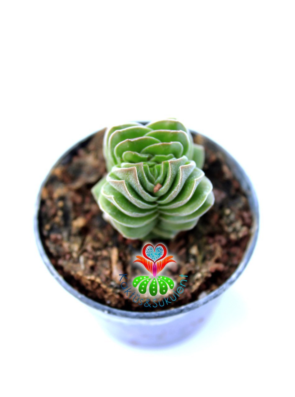 Crassula Buddha's Temple -Çok Nadir Tür-5,5 cm Saksıda Yerli Üretim