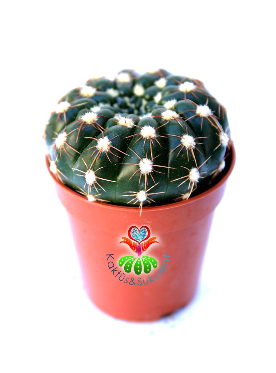 Notocactus Uebelmannianus f. Inermis-Dikensiz Pamuklu Kaktüs 5,5 cm Saksı Dolusu