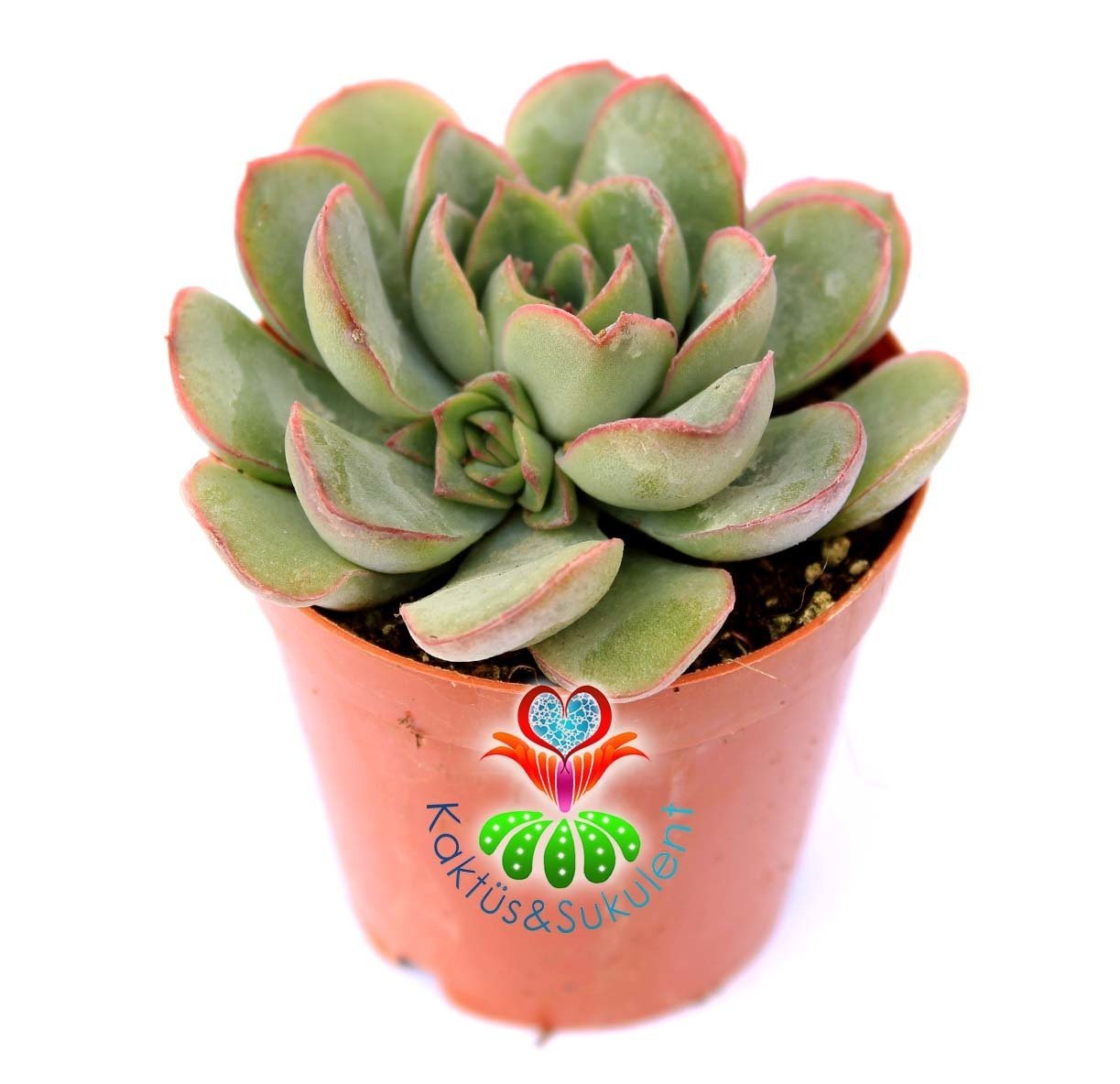 Echeveria Pulidonis-Açık Yeşil Uçları Kırmızı Yapraklı - 5,5 cm saksıda-Teraryum,Kaktus
