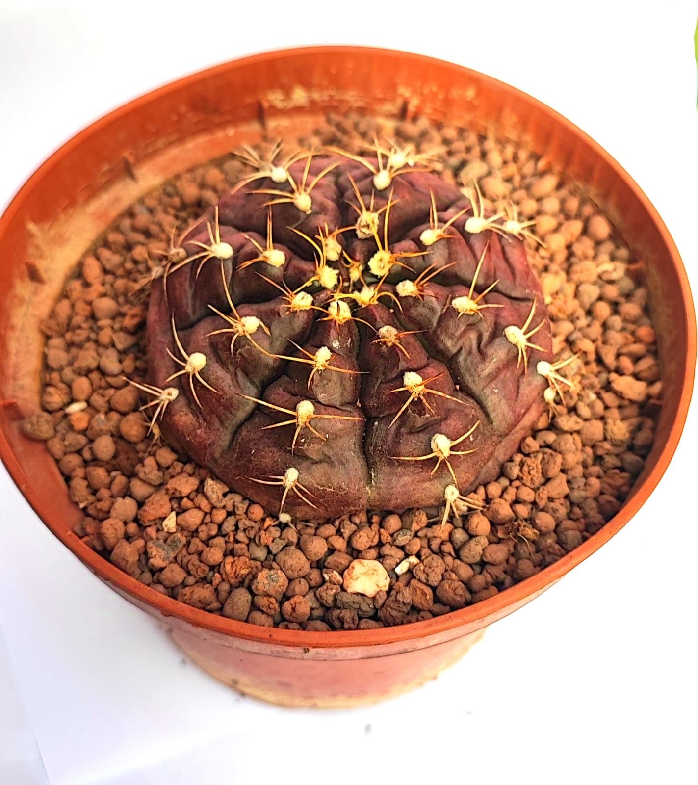 Gymnocalycium Mihanovichii Damsii Doğal Bordo Renk-10,5 cm Saksıda