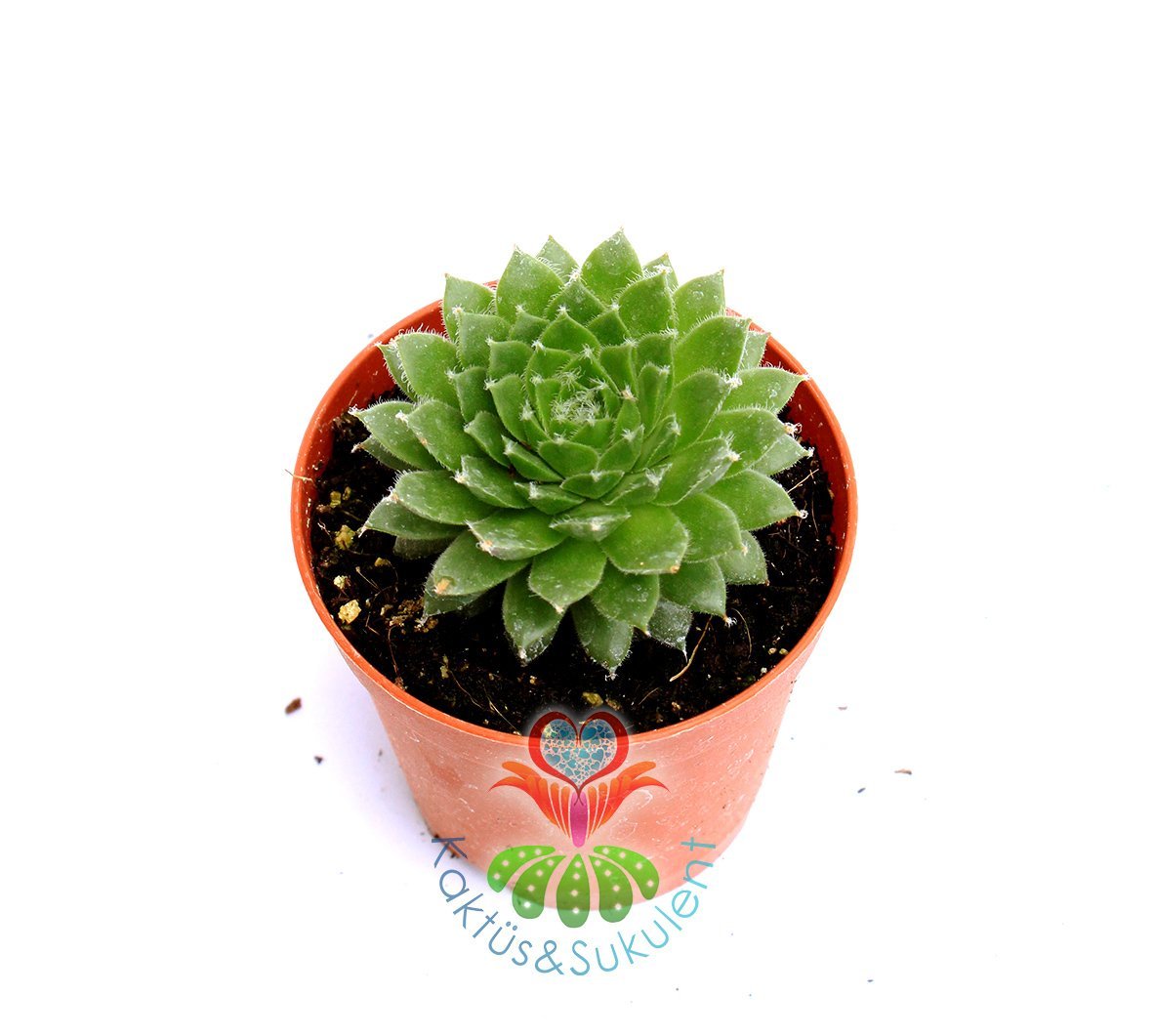 Sempervivum Green -Simetrik Rozet Sukulent 5,5 cm saksıda-Teraryum, Kaktus