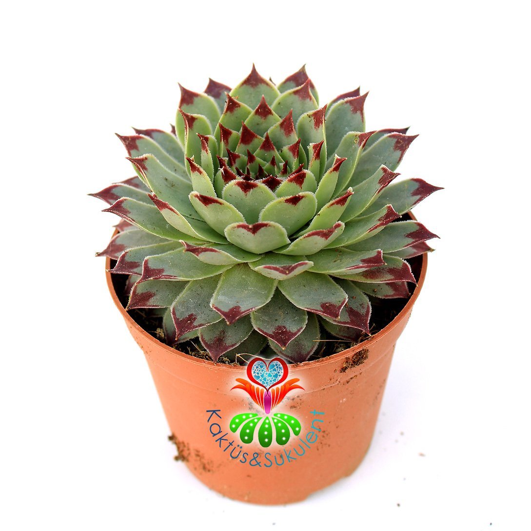 Sukulent, Sempervivum Tectorum 'Greenii' -5,5 cm Saksıda- Mükemmel Simetrik Formlu Yaprak Uçları Bordo Renk