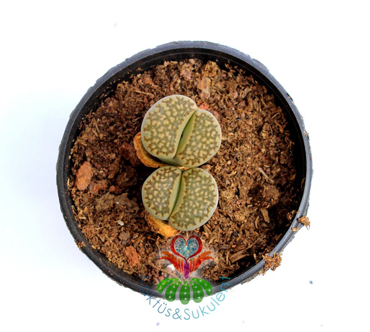 Lithops Hallii -Yaşayan Taş Kaktüs-Mesemb-Altıntaş-Sarı Renk Çiçek Açar-5,5 cm Saksıda-Litops