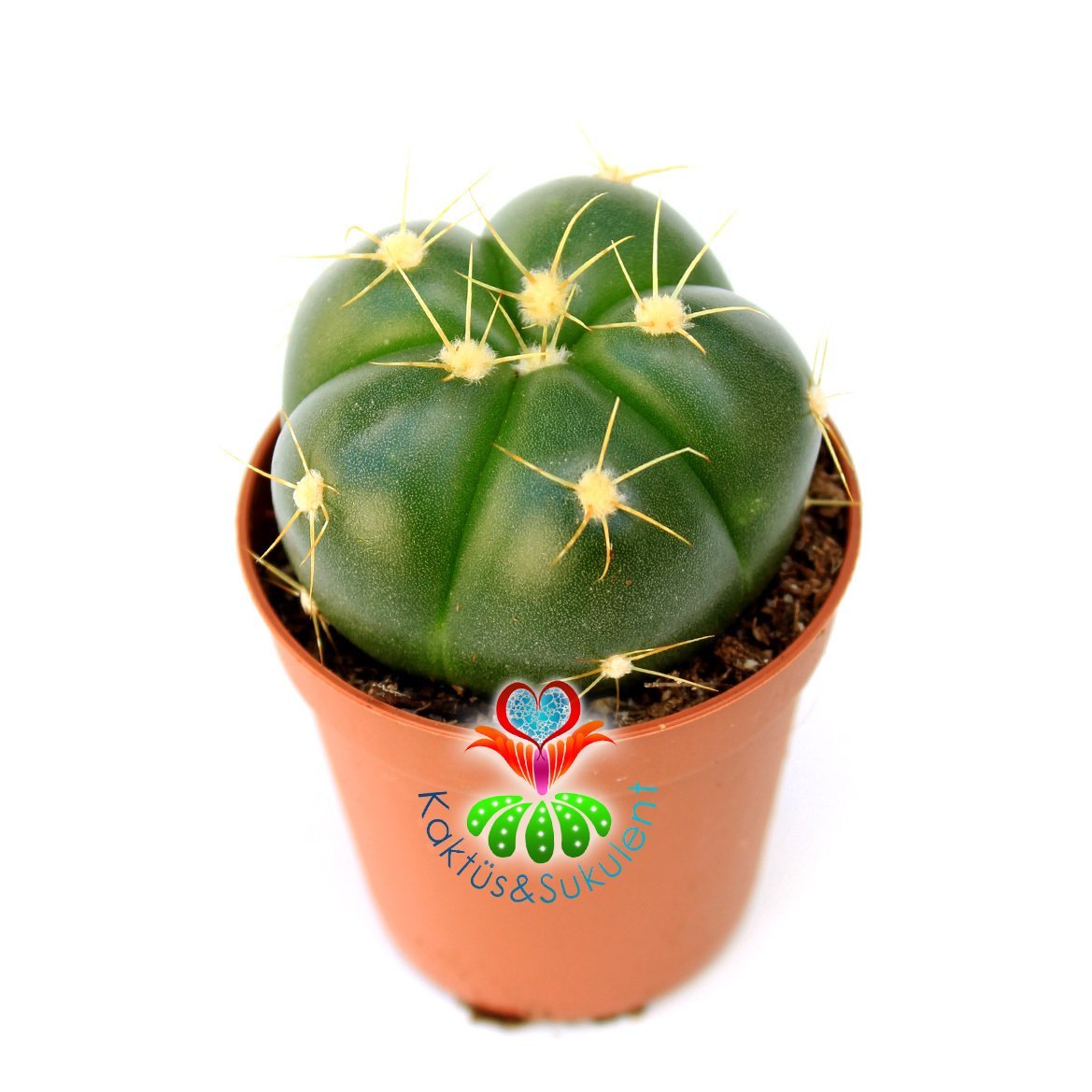 Kaktüs, Gymnocalycium Horstii - Parlak Canlı Renkli Dolgun Formlu- 5,5 cm Saksıda- Pembe Renk Çiçek Açar