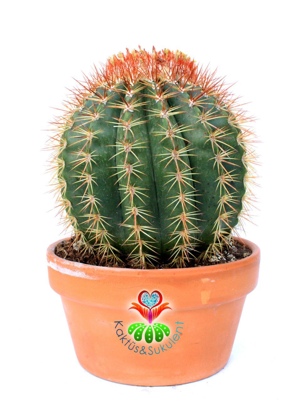 Melocactus Broadwayi DEV BOY-NADİR TÜR-MÜKEMMEL FORM- BAŞKA YERDE YOK 17 cm saksıda Yetişkin Kaktüs