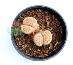 Lithops Orange -8,5 cm Saksıda Büyük Boy Yaşayan Taş Kaktüs-Altıntaş-Sarı Renk Çiçek Açar-Litops