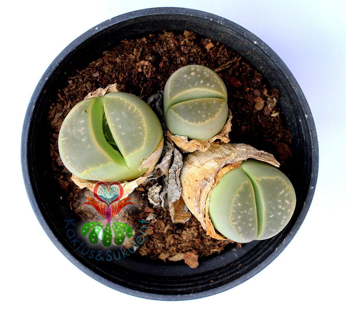 Lithops Olivacea C112-8,5 cm Saksıda Büyük Boy Yaşayan Taş Kaktüs-Altıntaş-Sarı Renk Çiçek Açar
