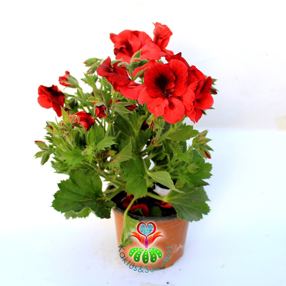 Ceylan Gözü Sardunya Çiçeği-Pelargonium Grandiflorum- 12 cm Saksıda -Mükemmel Kırmızı Tonlarında Çiçekli