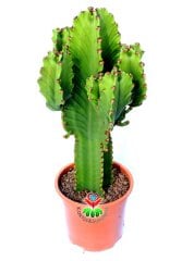 Dev Kaktüs,Euphorbia Ingens-Mükemmel Form 70 cm Uzunluğunda -19 cm Saksıda,Çok Şık Ofis Cactus