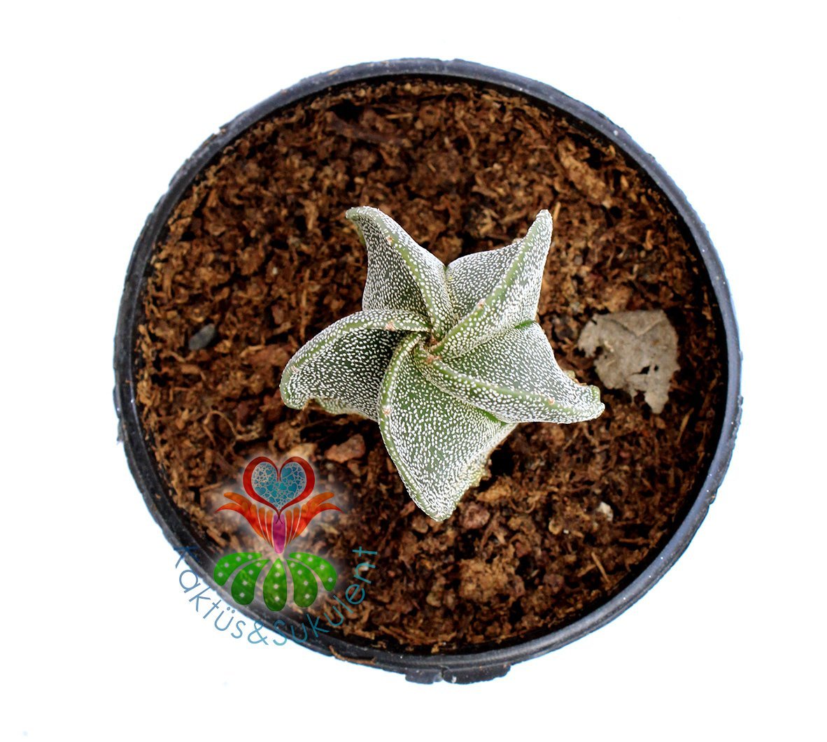 Astrophytum Myriostigma-Gri Renk-DİKENSİZ NADİR TÜR -5,5 cm saksıda-Teraryum,Kaktus