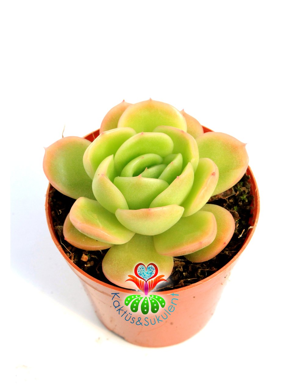 Echeveria 'Lime and Chile' 5,5 cm Saksılı Nadir Tür Renkli Sukulent
