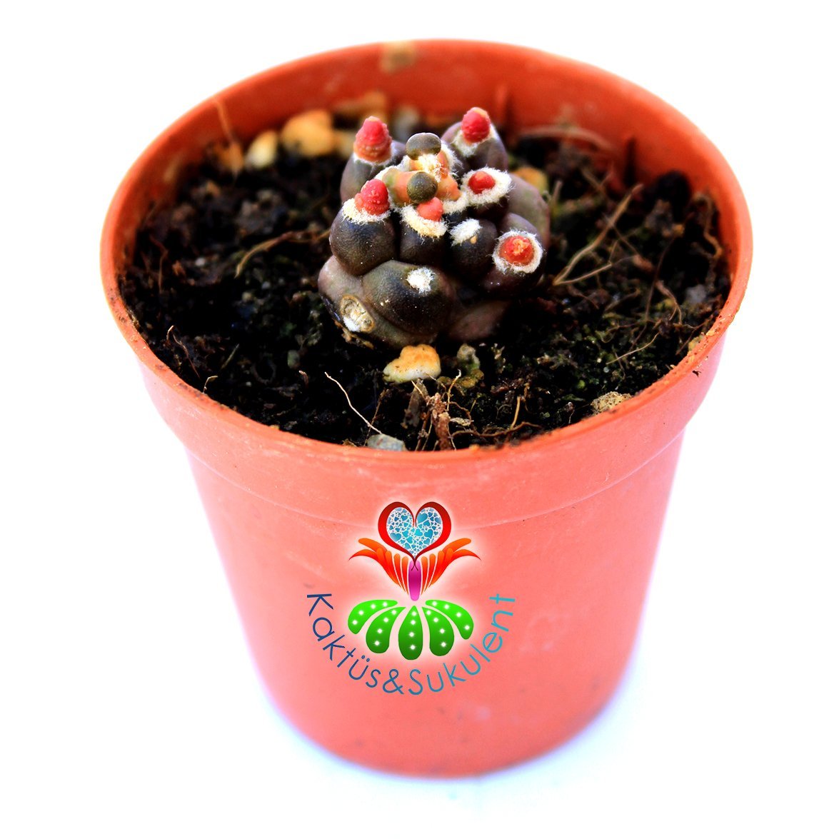 Gymnocalycium Mihanovichii Montrose Transformer cv. kikko 2 cm Bitki 5,5 cm Saksıda Nadir Tür