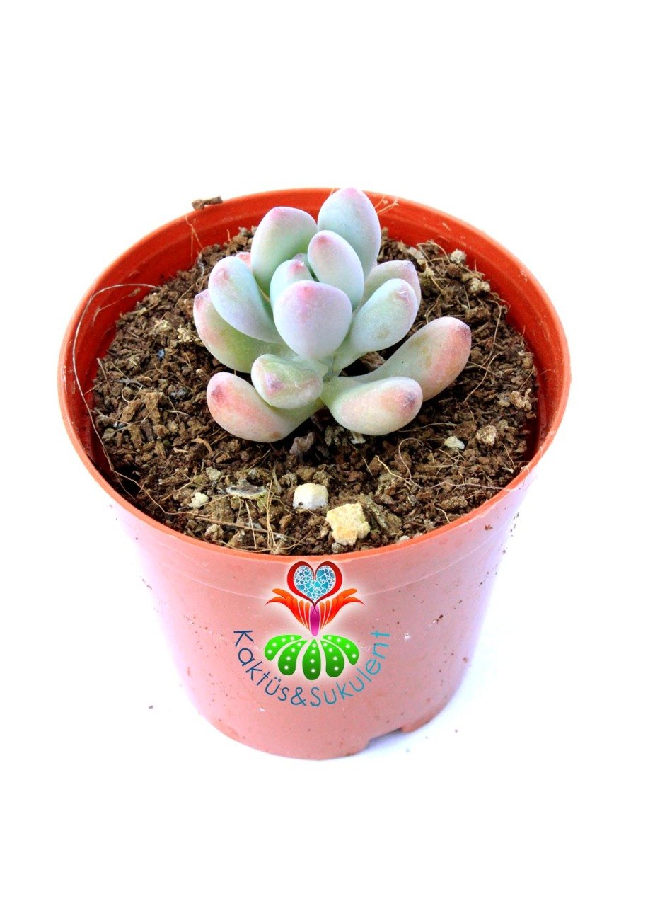 Mavi Fasulye Sedum Pachyphytum 5.5 cm Saksılı Sukulent