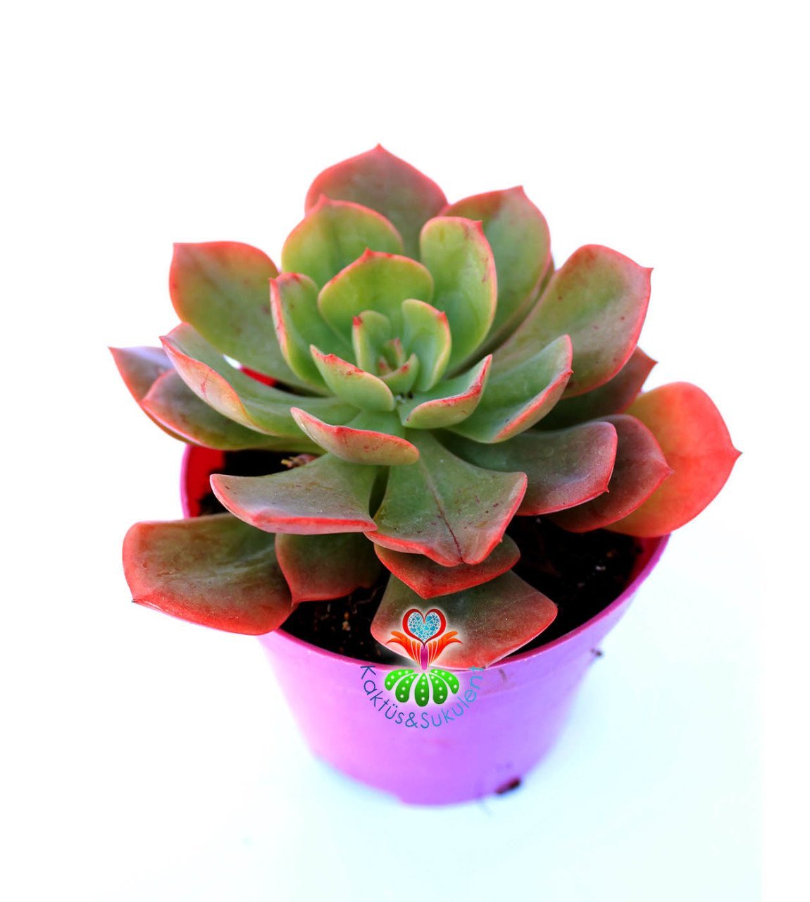 Echeveria Mucronata 8,5 cm Saksılı Kırmızı Yeşil Renk Sukulent