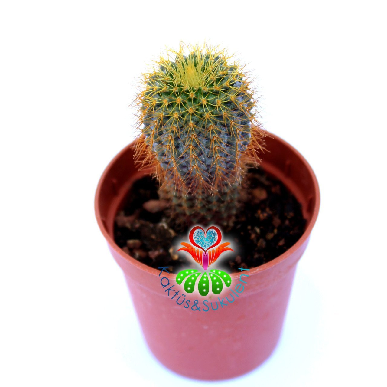 Frailea Mammifera - Çok Nadir Tür Kaktüs- Sarı Renk Çiçek Açar 5,5 cm saksıda
