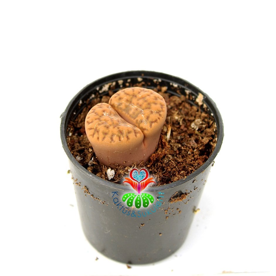 Lithops Mennellii - Koyu Kahverengi Taş Kaktüs-Yaşayan Taş