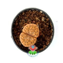 Lithops Mennellii - Koyu Kahverengi Taş Kaktüs-Yaşayan Taş