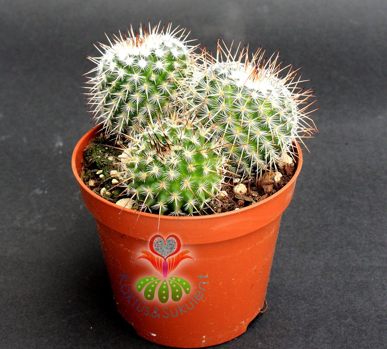 Mammillaria Spinosissima Rubrispina-Küçük Pembe Renk Çiçek Açar-5,5 cm saksıda-Teraryum
