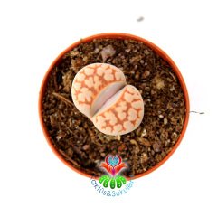 Lithops Karasmontana - Kırmızı Beyaz Renk Yaşayan Taş Kaktüs