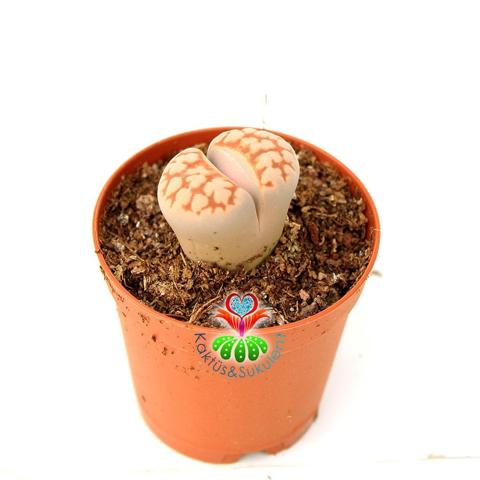 Lithops Karasmontana - Kırmızı Beyaz Renk Yaşayan Taş Kaktüs