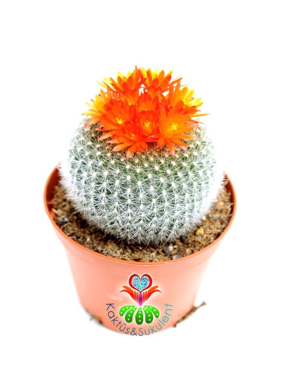 Notocactus Rubibuenekeri 10,5 cm saksıda- Büyük Boy Beyaz Renk