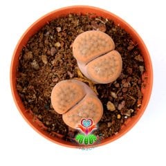 Lithops Aucampiae -Açık Kahverengi-Turuncu Renk Yaşayan Taş Kaktüs