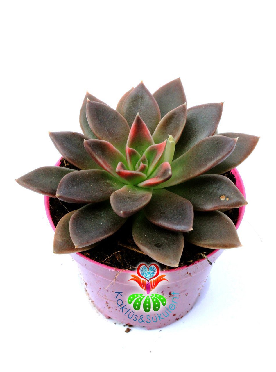 Echeveria Carnicolor-Koyu Renk Yapraklı NAdir Tür Sukulent-8,5 cm Saksıda