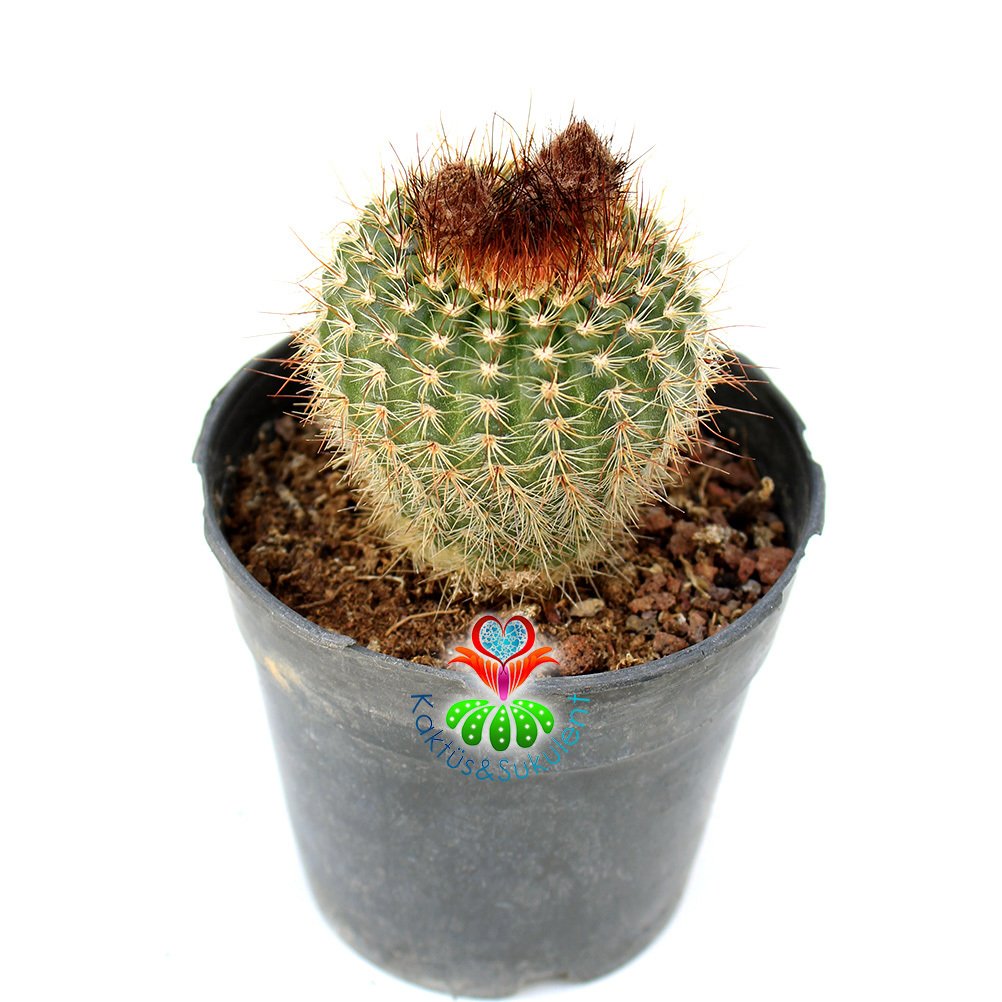 Notocactus Scopa Büyük Sarı Renk çiçek Açar-8,5 cm Saksıda